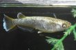 画像2: カーネリアンメダカの稚魚・10匹　　　 (2)