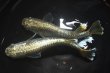 画像3: カーネリアンメダカの稚魚・10匹　　　 (3)