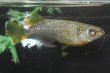 画像4: カーネリアンメダカの稚魚・10匹　　　 (4)