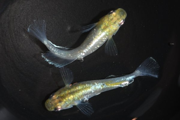 画像4: アルジェント（ドライフラワーアースアイ）メダカの稚魚・10匹　　　 (4)