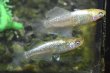 画像2: アルジェント（ドライフラワーアースアイ）メダカの稚魚・10匹　　　 (2)