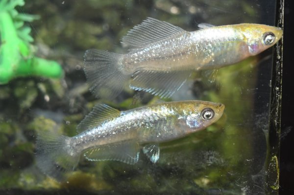 画像2: アルジェント（ドライフラワーアースアイ）メダカの稚魚・10匹　　　 (2)