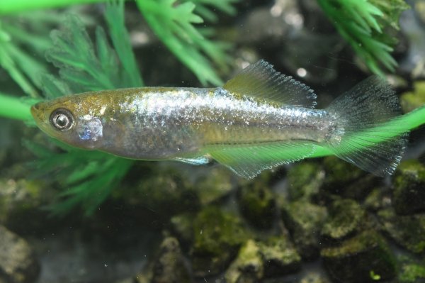 画像3: アルジェント（ドライフラワーアースアイ）メダカの稚魚・10匹　　　 (3)