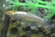 画像1: アルジェント（ドライフラワーアースアイ）メダカの稚魚・10匹　　　 (1)