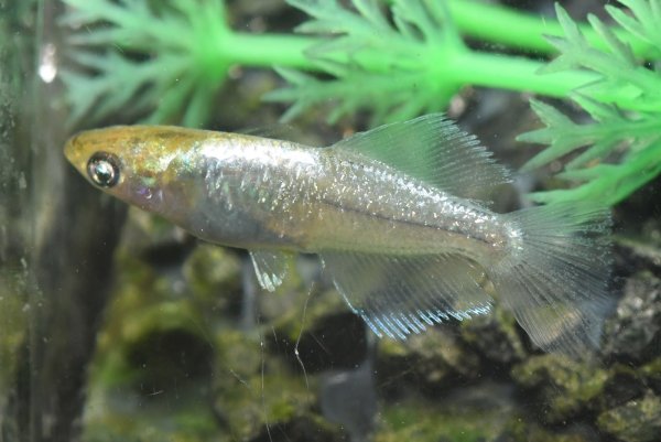 画像1: アルジェント（ドライフラワーアースアイ）メダカの稚魚・10匹　　　 (1)