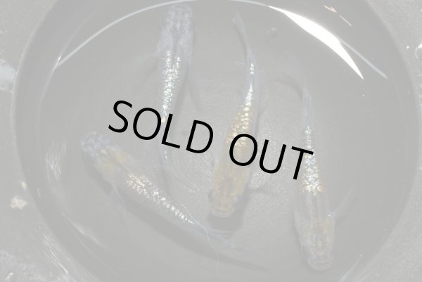 画像3: カガミ鱗レザー（無鱗系カガミ鱗）メダカ・２ペア　　D６　　現物セット販売　　３日以内のお取引 (3)