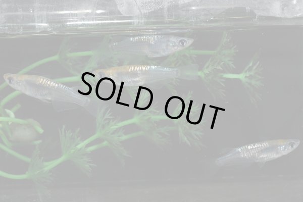 画像2: カガミ鱗レザー（無鱗系カガミ鱗）メダカ・２ペア　　D６　　現物セット販売　　３日以内のお取引 (2)