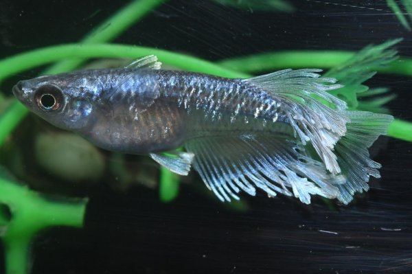 画像1: 極上！シャインブルーメダカ・１ペア　　い１５　　現物セット販売　　３日以内のお取引 (1)