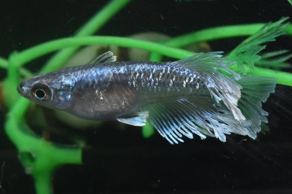 画像2: 極上！シャインブルーメダカ・１ペア　　い１５　　現物セット販売　　３日以内のお取引 (2)