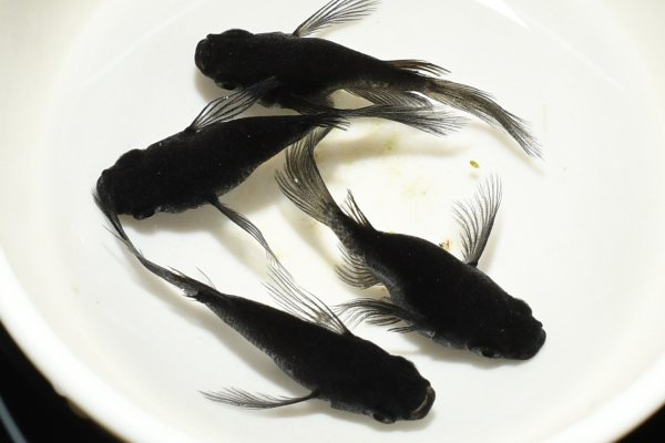 画像2: 松井ヒレ長ブラックダイヤダルマメダカ・２ペア　　C3　　現物セット販売　　３日以内のお取引 (2)