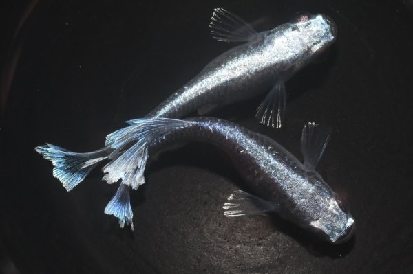 画像5: 極上！シャインブルーメダカ・１ペア　　い１５　　現物セット販売　　３日以内のお取引 (5)