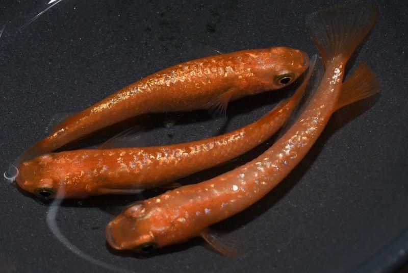 紅華キッシングメダカの稚魚・10匹 - メダカ屋・猫飯（ねこまんま）